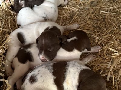German Shorthair Puppies