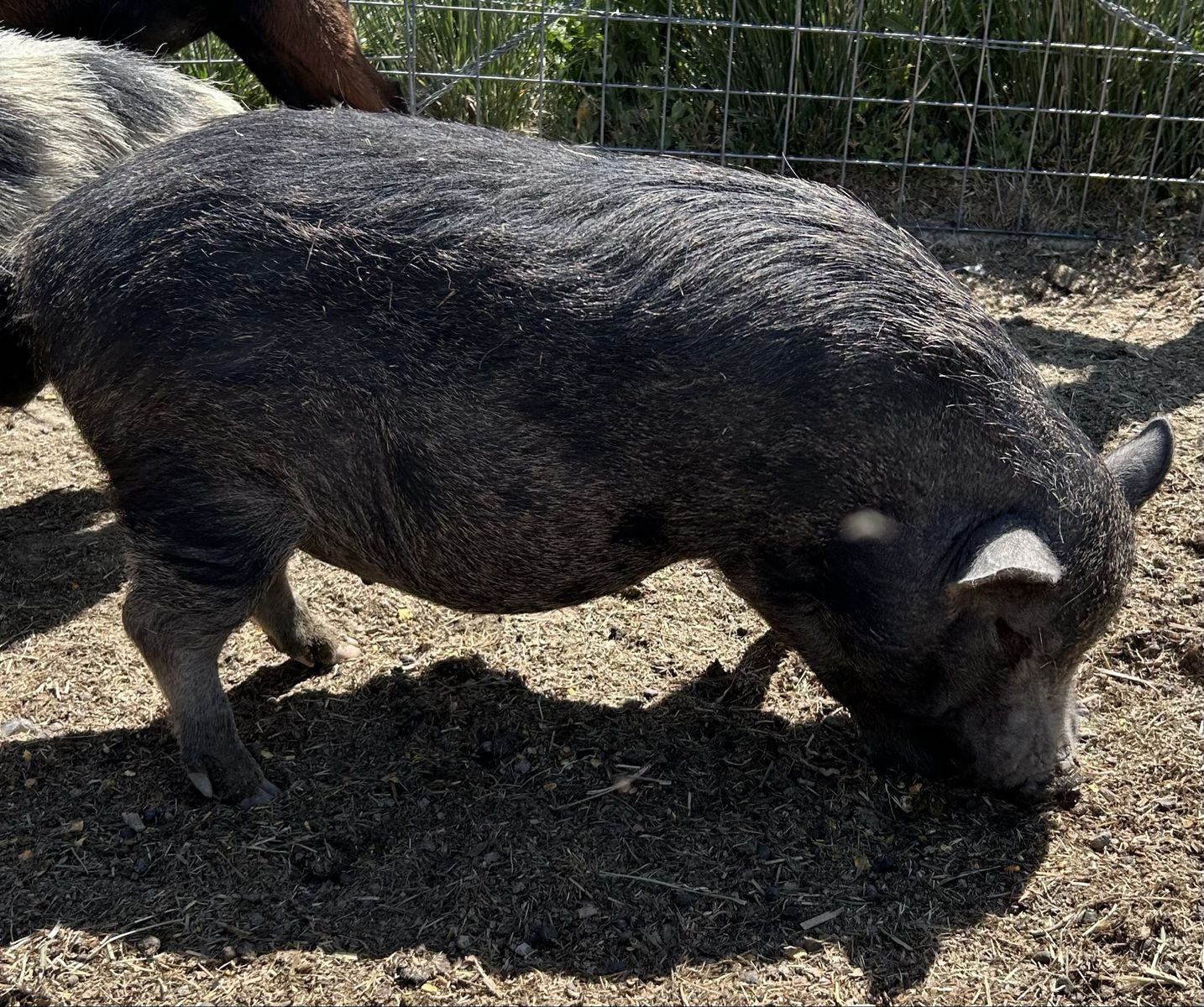 Mini Pig (Juliana/mini-Potbelly cross)