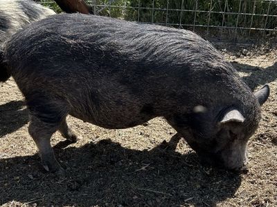 Mini Pig (Juliana/mini-Potbelly cross)