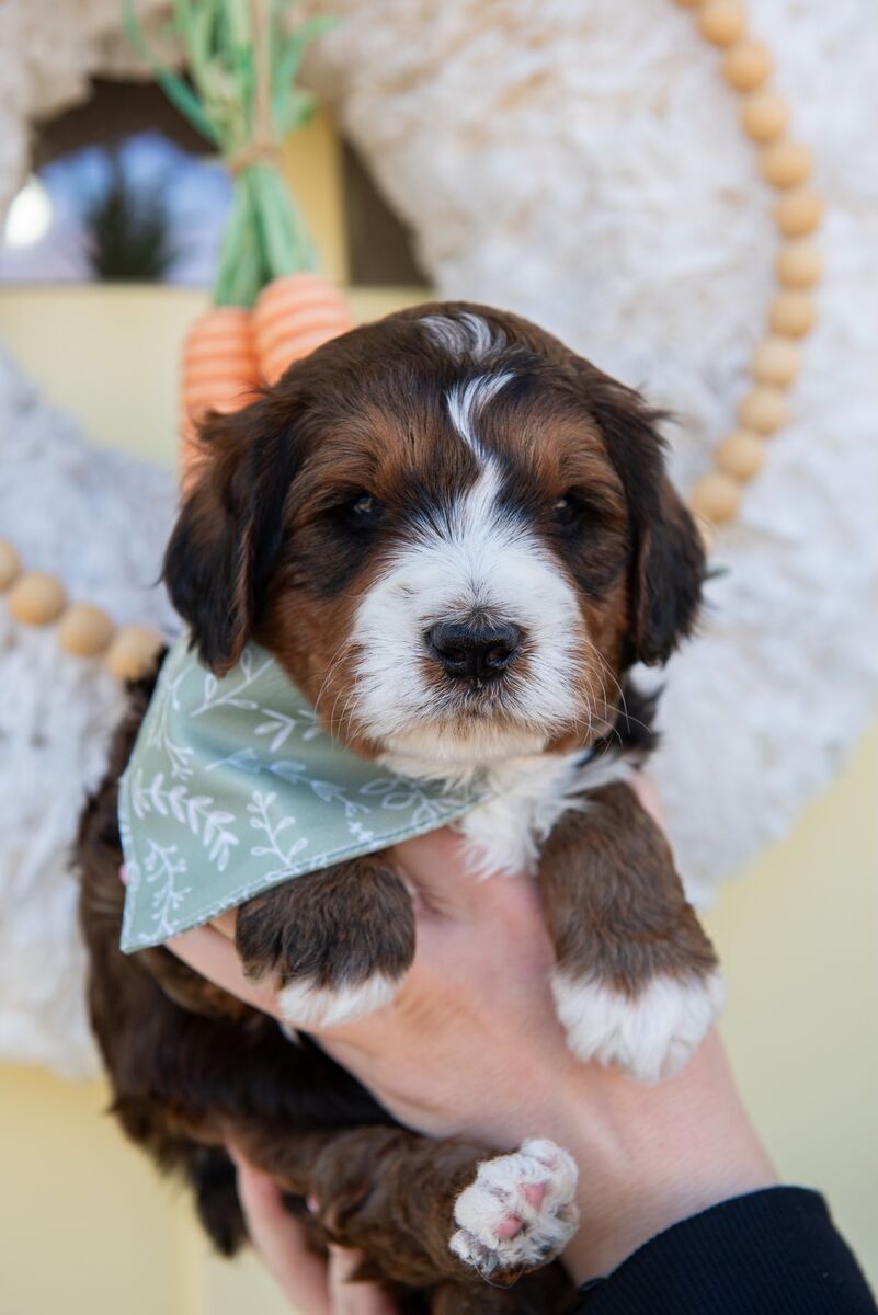 Mini Medium Multigen Bernedoodle