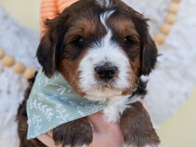 Mini Medium Multigen Bernedoodle