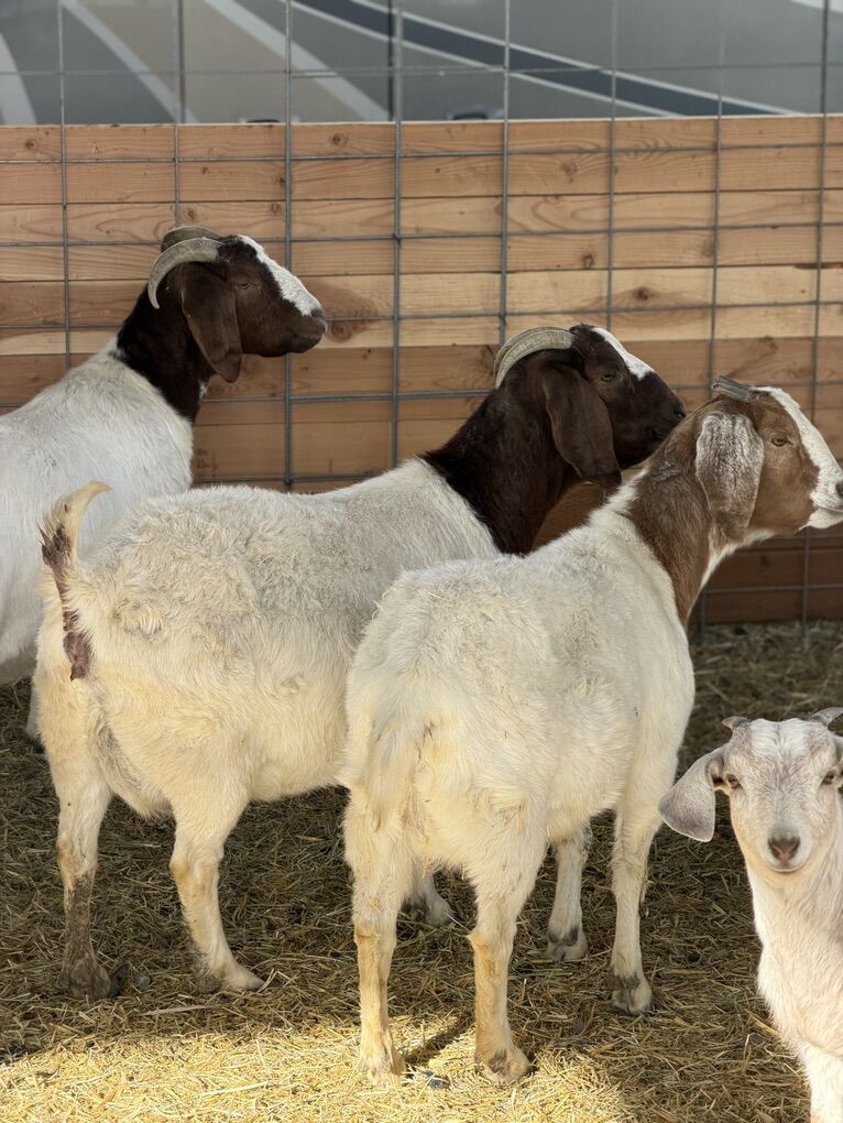 Boer Goats