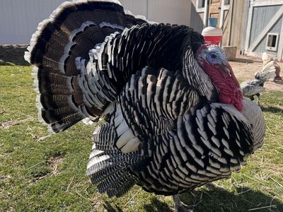 Friendly, gorgeous Narragansett Turkey Chicks!