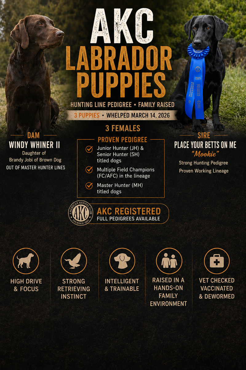 AKC Labrador Puppies – Proven Hunting Lines, Family-Raised