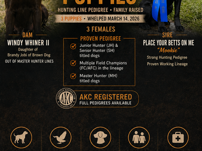 AKC Labrador Puppies – Proven Hunting Lines, Family-Raised