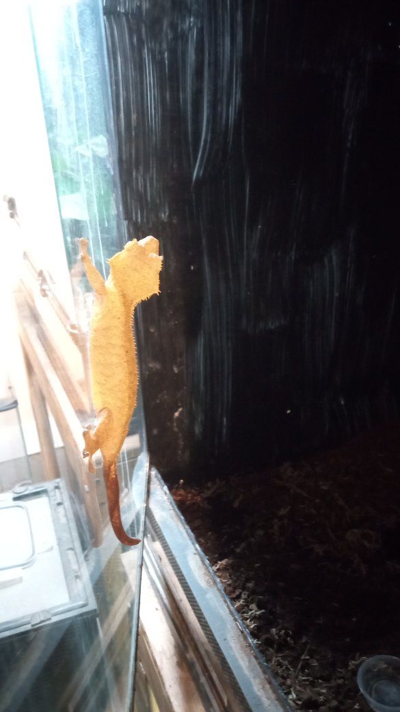 Adult Female Crested Gecko