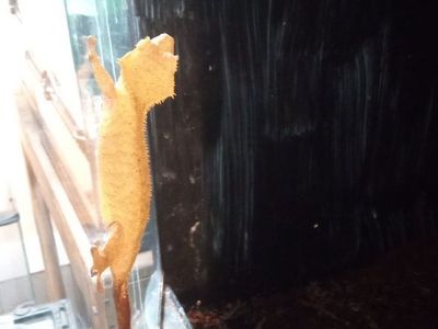 Adult Female Crested Gecko