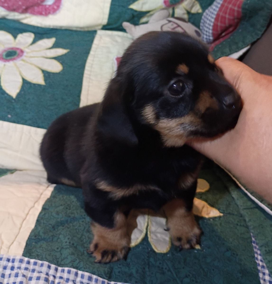 mini Dachshund Puppy -