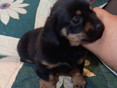mini Dachshund Puppy -
