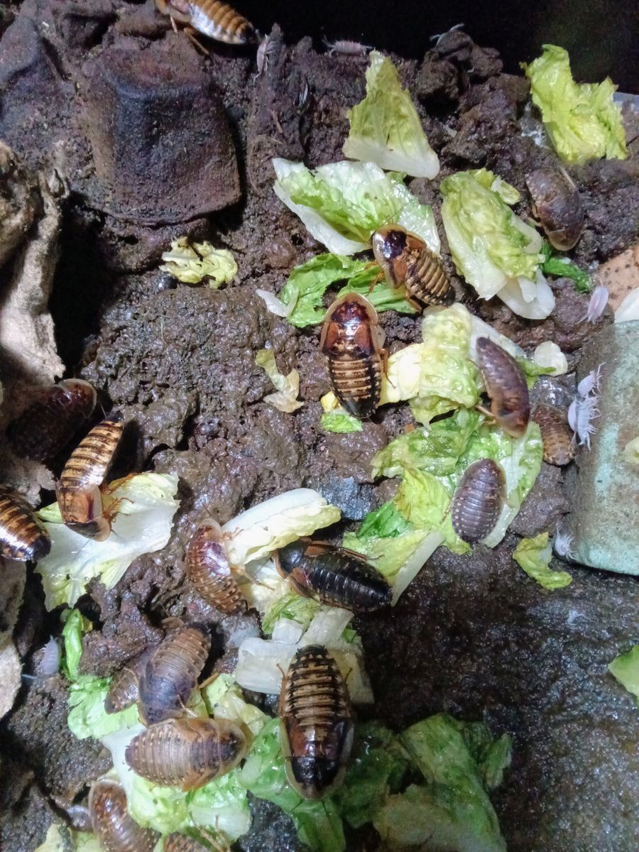 Dubia Roaches Feeder Insects
