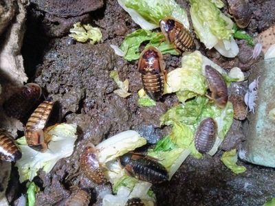 Dubia Roaches Feeder Insects