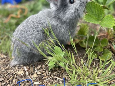 Baby Lionhead mix bunnies for sale