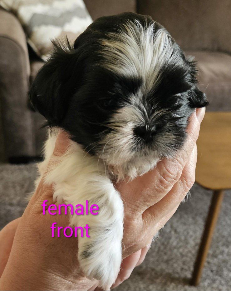 Adorable Shih Tzu Puppies - Male & Female Available