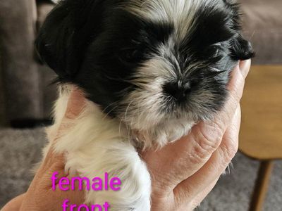 Adorable Shih Tzu Puppies - Male & Female Available