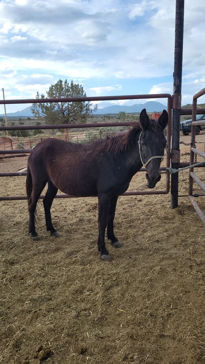 Molly mule