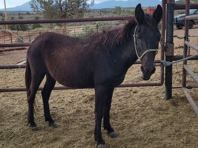 Molly mule