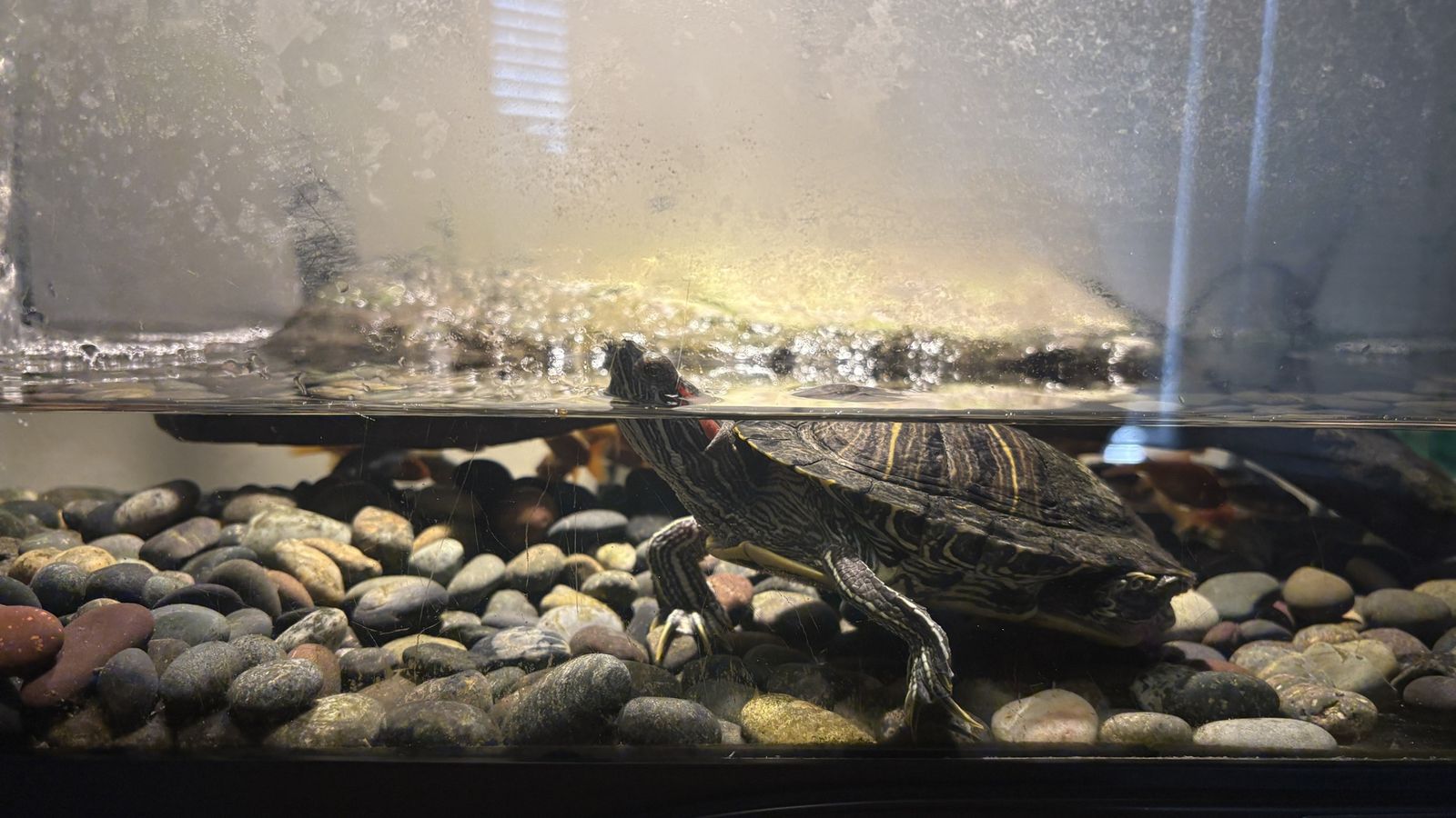 Red Eared Slider Turtle