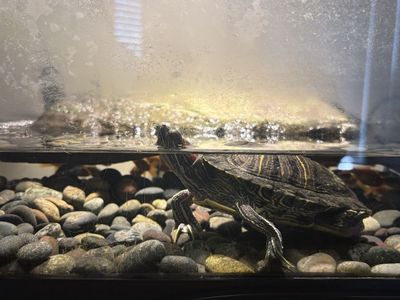 Red Eared Slider Turtle