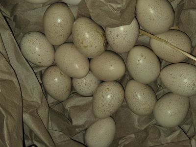 fertilized eggs