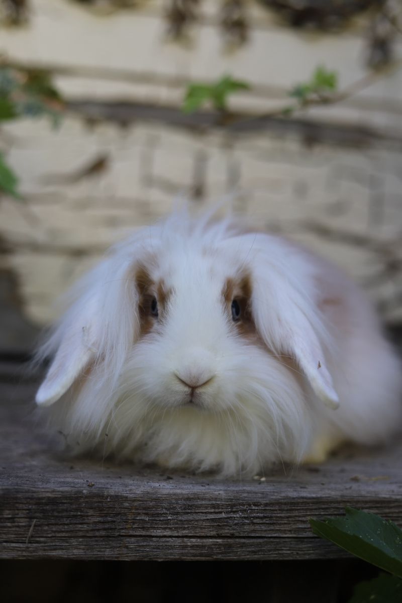 Adorable mini lop/lionhead male bunnies