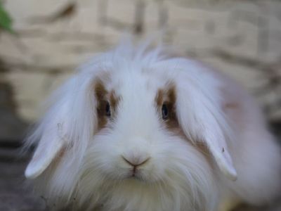 Adorable mini lop/lionhead male bunnies
