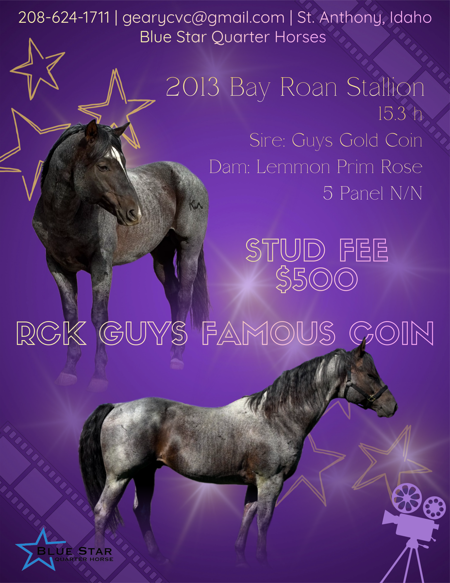 RCK Guys Famous Coin 2013 Bay Roan Stallion