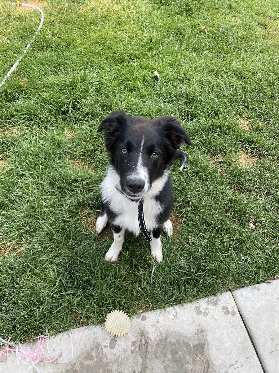 1 Year Old Purebred Border Collie