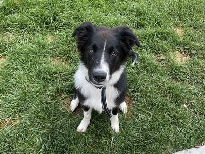 1 Year Old Purebred Border Collie