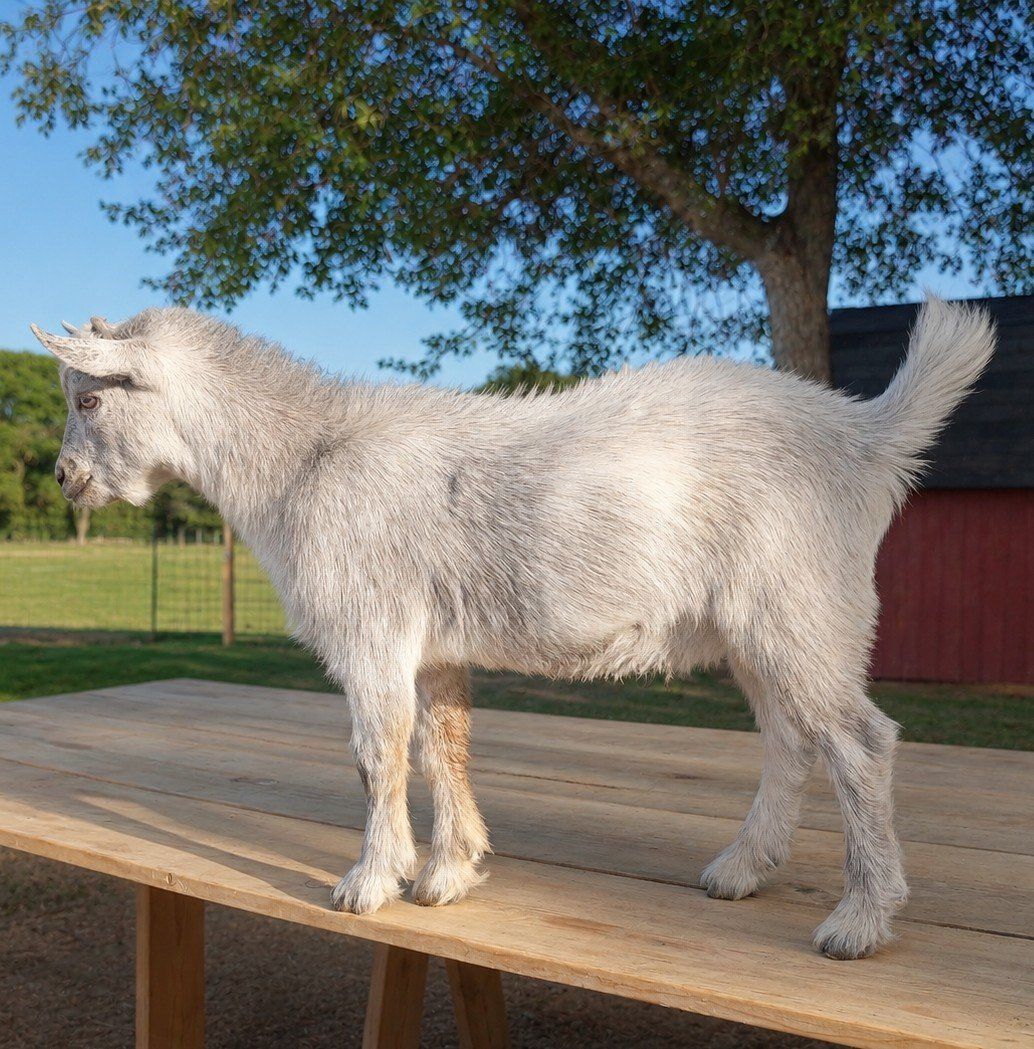 ADGA Nigerian Dwarf Buckling (Ready To Go!)