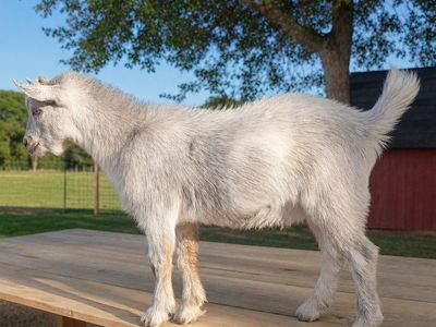 ADGA Nigerian Dwarf Buckling (Ready To Go!)