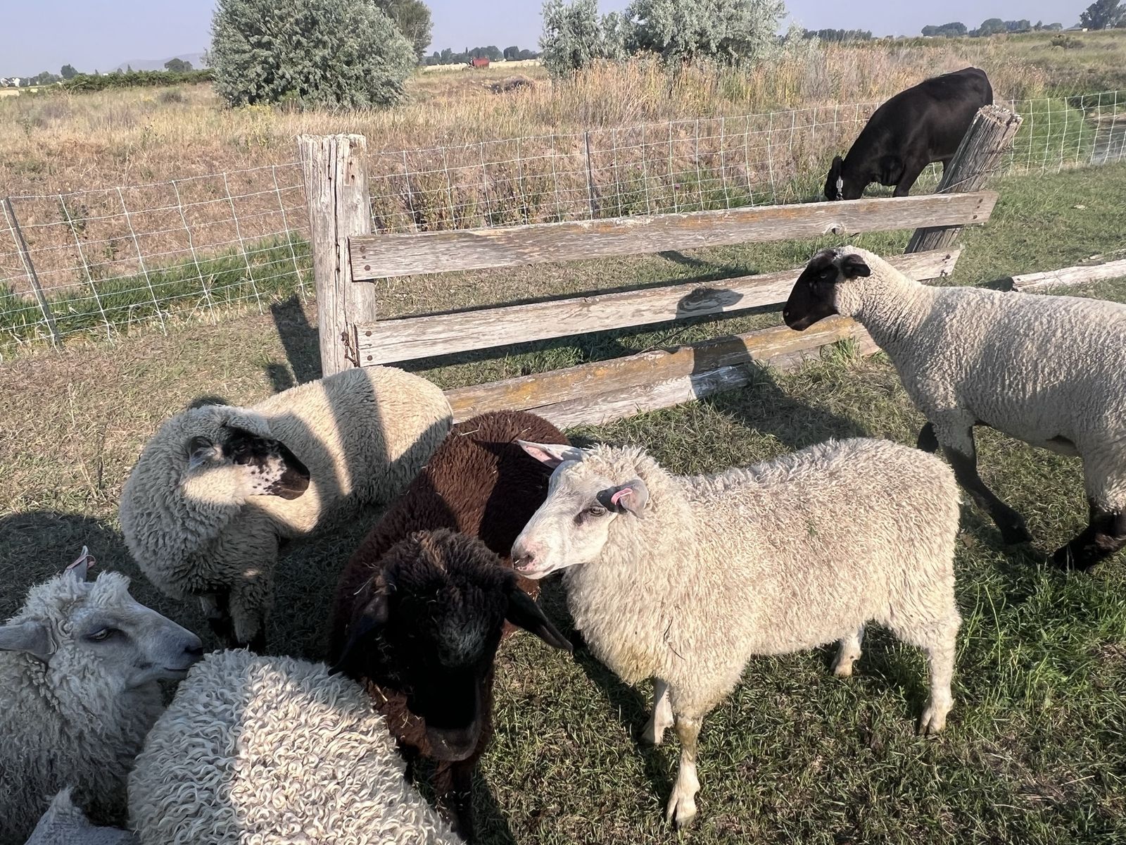 Sheep- Rambouillet and crosses Fine Wool