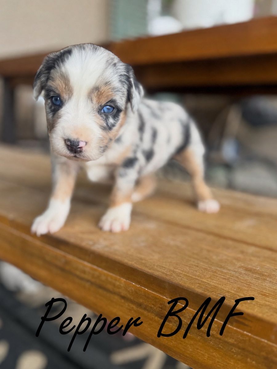 Mini Aussie Puppies