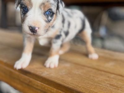 Mini Aussie Puppies