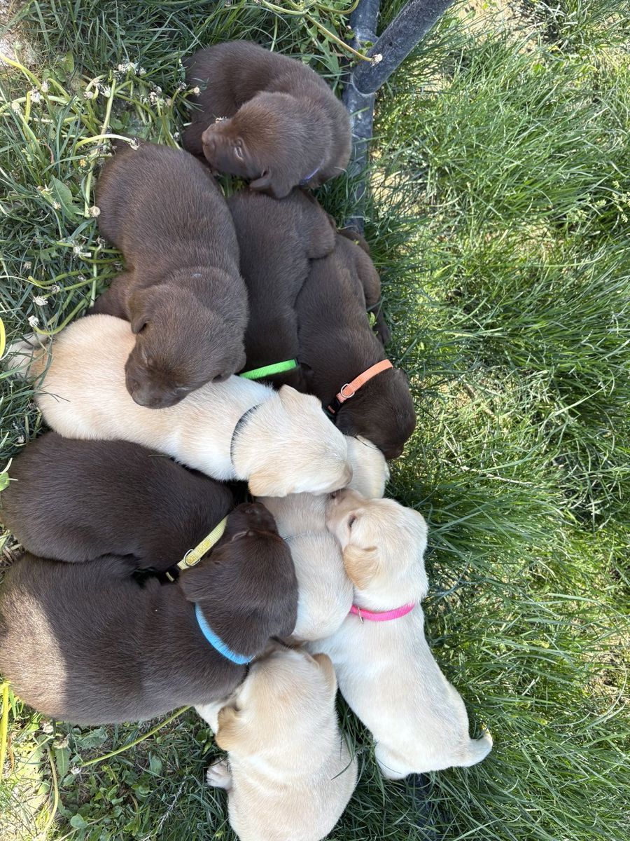 Lab puppies