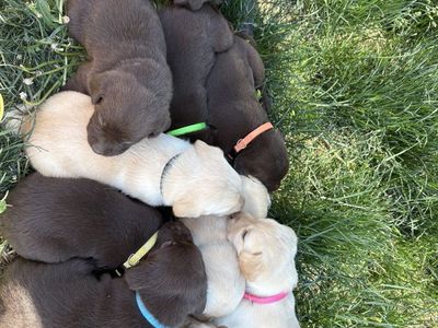 Lab puppies