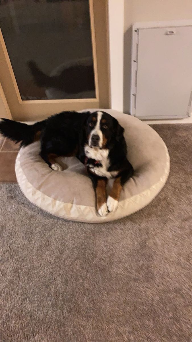 Rehoming this beautiful Bernese Mountain Dog