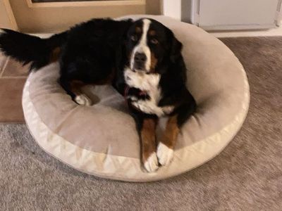 Rehoming this beautiful Bernese Mountain Dog