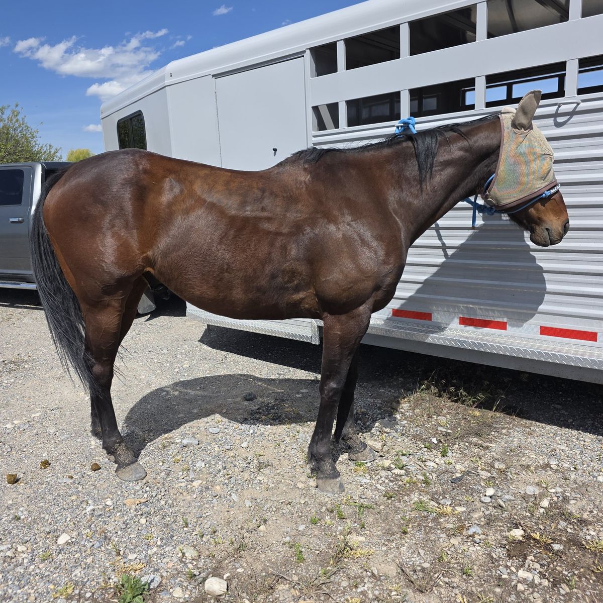 16hh OTTB gelding