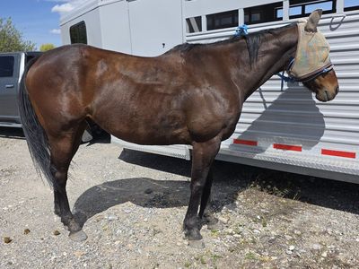 16hh OTTB gelding