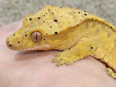 Adorable Female Flame-Dalmatian Crested Gecko