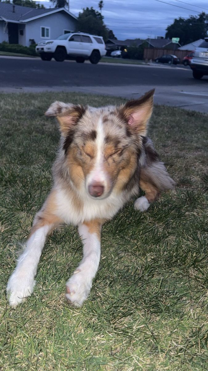 Australian Shepherd