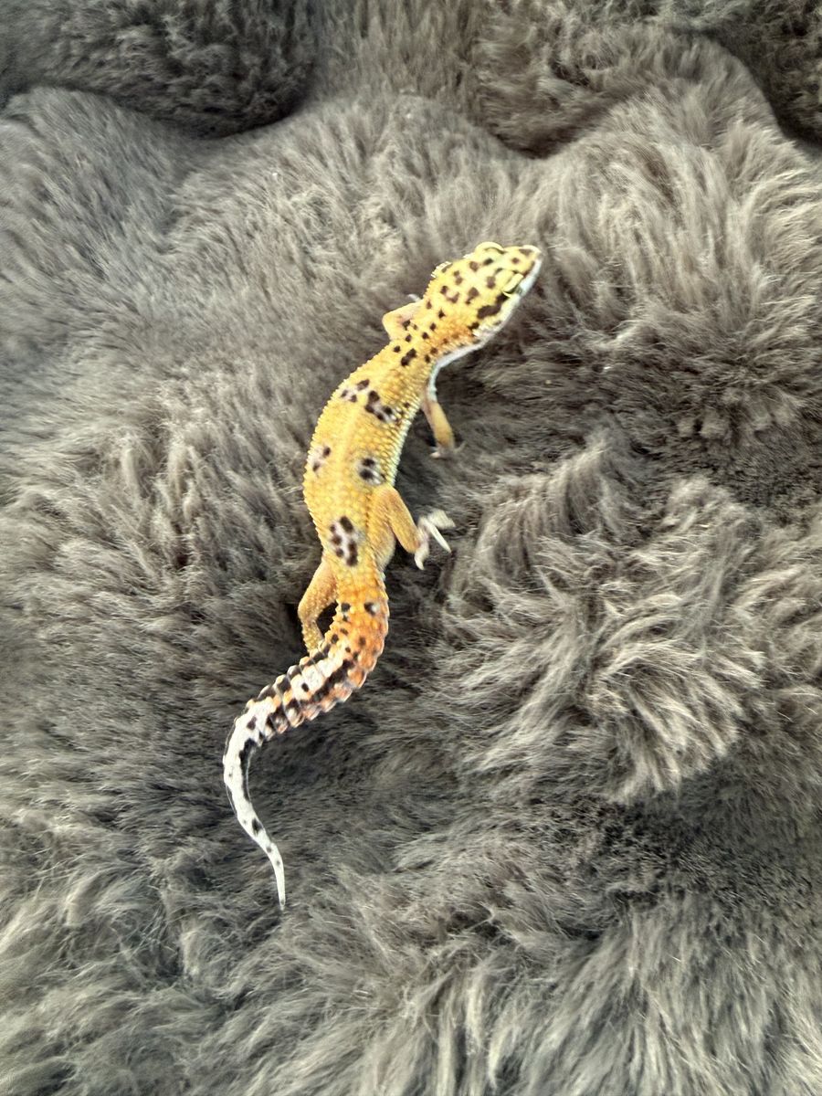 free leopard gecko