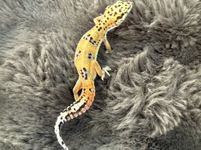 free leopard gecko