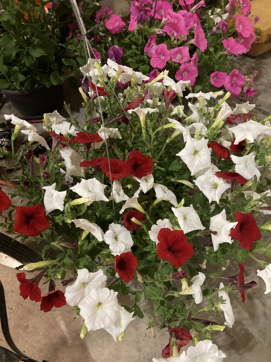 Beautiful Hanging Baskets-wave petunias