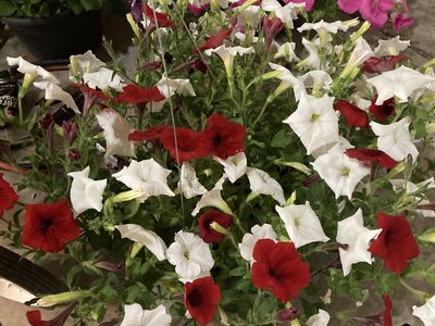 Beautiful Hanging Baskets-wave petunias