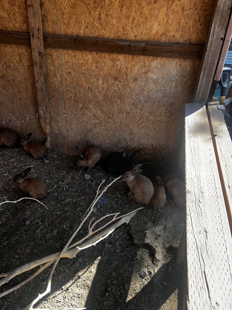 Meat Rabbits/ Pet Rabbits