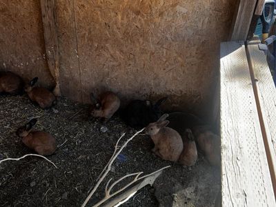 Meat Rabbits/ Pet Rabbits