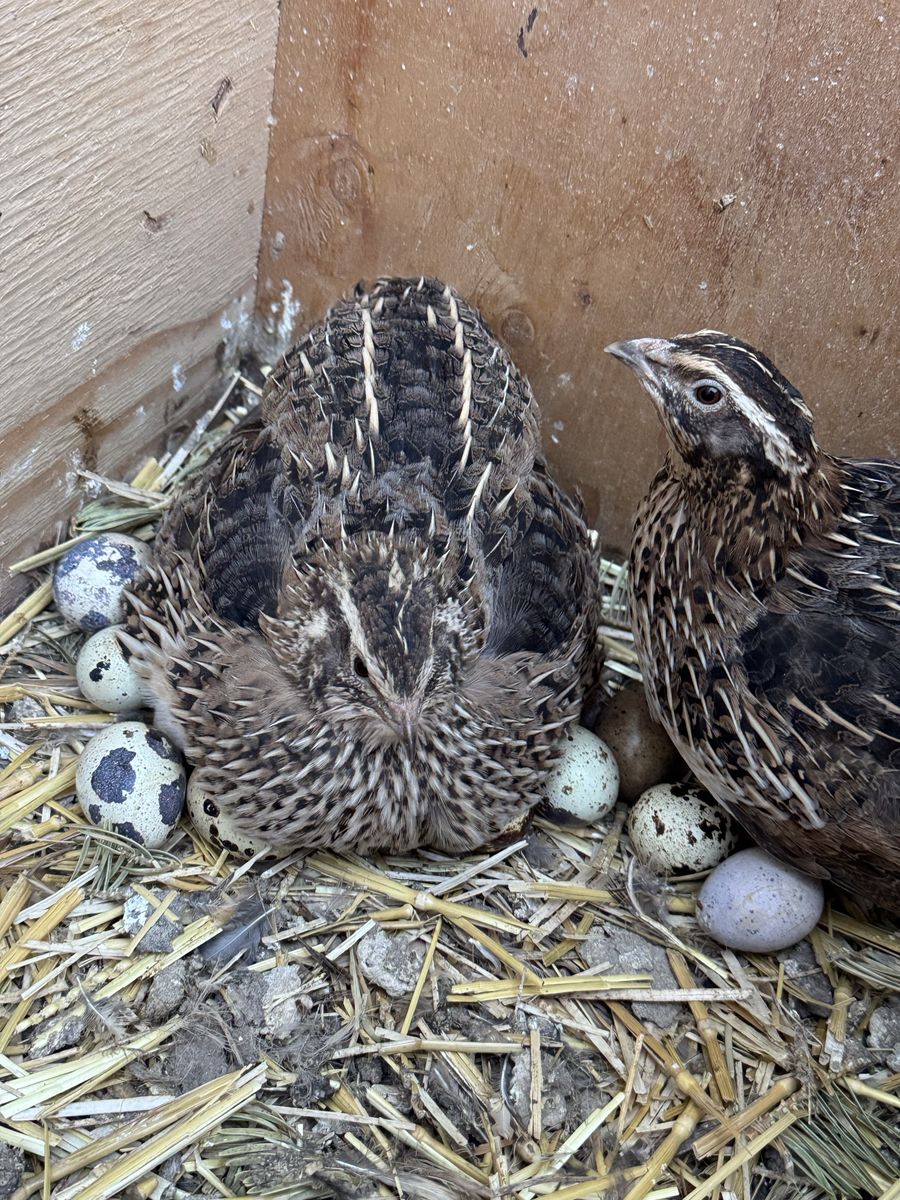 Jumbo Coturnix Quail hatching eggs