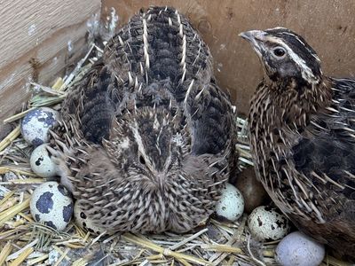 Jumbo Coturnix Quail hatching eggs
