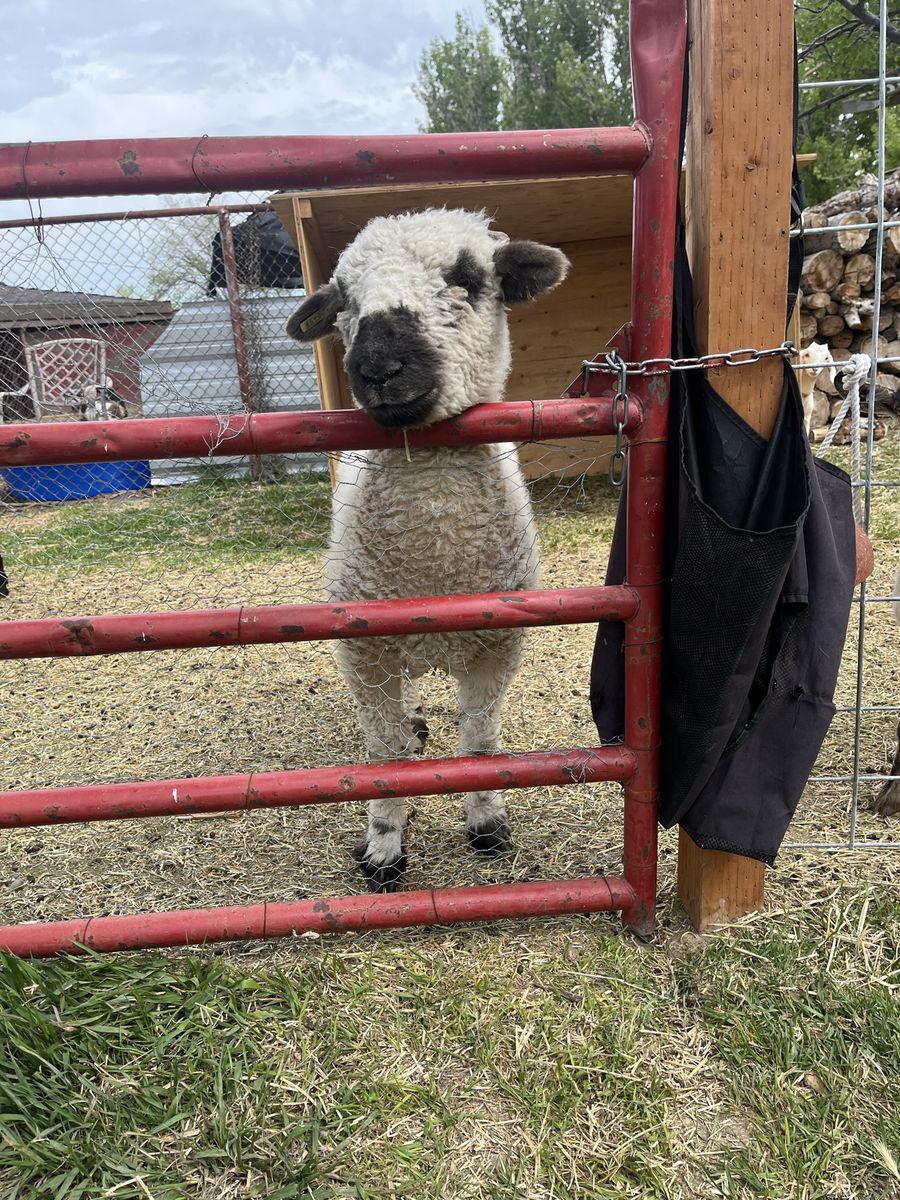 Valais/Baby Doll wether - Adorable & Playful - Ready for a New Home